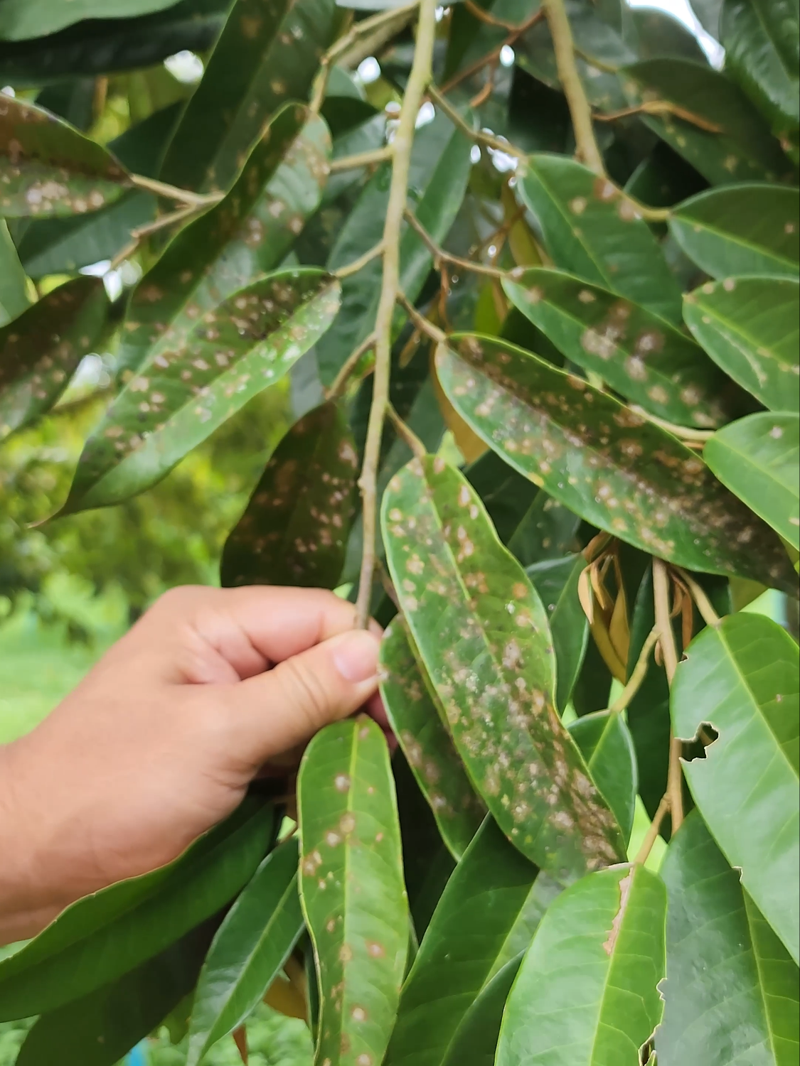 ฐานใบเก่าในการสร้างใบชุดแรกๆ ต้องระวัง ใบจุดสาหร่าย ( ราสนิม) ช่วงอากาศมีความชื้นสูง หน้าฝน พบการระบาดมาก  โรคนี้ถ้าเป็นที่ใบจะไม่มีผลกระทบรุนแรงต่อการเจริญเติบโตของต้นทุเรียน แต่จะบดบังพื้นที่ที่ใช้สังเคราะห์แสงของใบทุเรียน พ่นกำจัดด้วย คอปเปอร์ออกซี่คลอไรด์