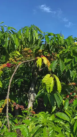 Kebon sesekndak gaji masih bsak 707070#fyp #petanimuda #petanikopiindonesia #kopihitam #kopilampung #petaniindonesia🇮🇩🇮🇩🇮🇩🌿🌿 #petani #kopirobusta #