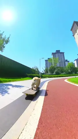 The homeowner's photography skills still need to improve compared to mine, they are still far behind, hahaha#fyp #frenchbulldog #frenchie#cutepetdebutplant #dog#slide #skateboard #Skateboarding