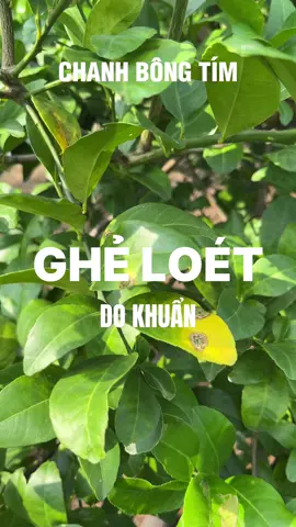 XỬ LÍ BỆNH GHẺ TRÊN CÂY CHANH THƯỜNG GẶP VÀO MÙA MƯA BÀ CẦN CON LUU Ý 🌱 #chanhbongtim #lamvuon #thaibinhcuulong 