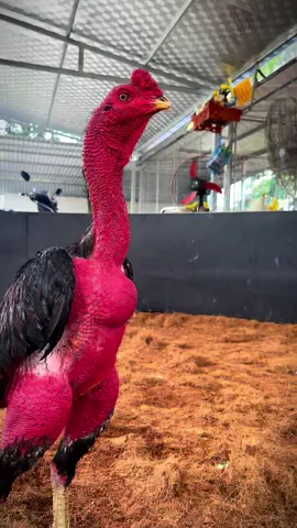 Cố gắng vượt biên em nhé #xuhuong #gachoivietnam #gàchọi #traigaquangvinh1982 #gànoi #gà_chiến_đấu 