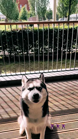 #glasgowhuskylucian #foryou #husky #dancingdog #siberianhusky #snowdog #huskylovers #happydog #spinning #dogsoftiktok #blackandwhite #foryoupage #beautifuldog #blueeyeddog #thoseeyes #brighteyes #gotthemoves #glasgow #fyp #Scotland 