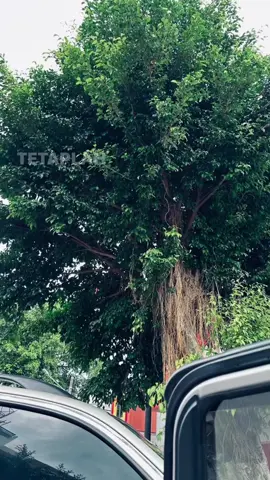 #pelangi 