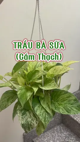 Cây treo Trầu bà Sữa (Trầu bà cẩm thạch) để ở nơi có ánh sáng tự nhiên không gắt quá tránh tưới đọng nước hay xịt lên lá nhiều quá nhé. (Mà thú nhận thật là giờ mình cũng chưa rõ nó tên là Trầu Bà Sữa hay trầu bà cẩm thạch, nếu ai biết chỉ mình với nha) #yeucayxanhgarden #caytreo #trauba #traubasua #traubacamthach 