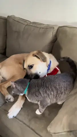 #dogs #cats #pets #cuteanimals 