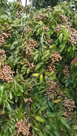 WISATA KEBUN KELENGKENG #PURWODADI #GROBOGAN #SUMBERAGUNG #fypシ゚viral 