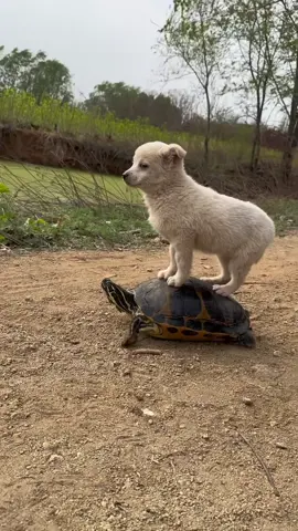 오늘 재밌는 거 봤어 넘 똑똑한 강아지? 거북이가 도구 취급을받을 줄은 몰랐을거야ㅎㅎ #강아지 #거북이 #일상 #개그