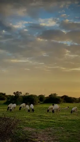 Baadiyaha Kismaayo,🤍 #kismaayo #somalia #jubbaland #tiktok #somaalitiktok #nature #naturevibes #fypシ #foryoupage 