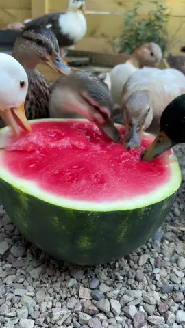🍉 🦆 #ducks #ducktok #homestead #ducksoftiktok🦆 #cuteducks 