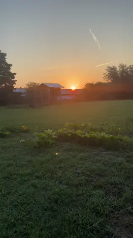 Good morning 🌞 #coffee #garden #sunrise #momtok 