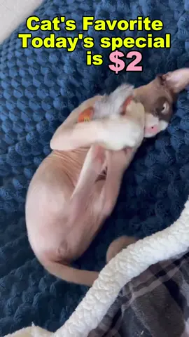 #catsoftiktok #cattoys #cats #PetsOfTikTok