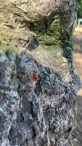 My twin😉 #staffordshirebullterrier #staffylove #staffysoftiktok #puppytiktok #fyppppppppppppppppppppppp #fypシ゚viral #staffypuppy #puppydog #fypage 