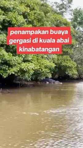 penampakan buaya gergasi di kuala abai kinabatangan yang jarang2 muncul,anggaran berat dalam 1tan lebih