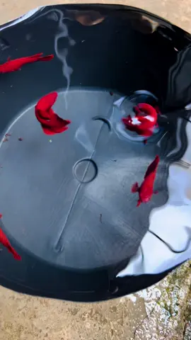 Vẻ đẹp của đơn sắc, dòng cá dành cho người yêu thích sự đơn giản mộc mạc...Super Red 🔴 #vuducthanh #mênuôicá #bettafish #superred 