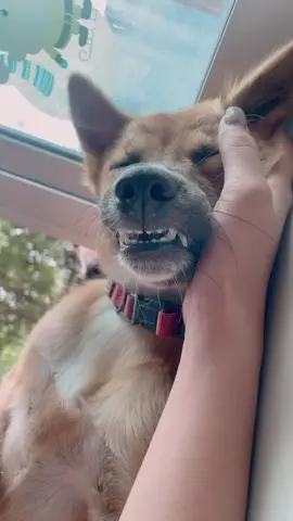 ถ้าเจาจะรัก ฟันห่างเขาก็รัก #dog #dogsoftiktok #tiktok #trending @apiroon.m 