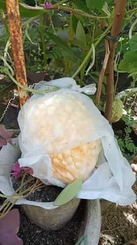 Alhamdulillah, akhirnya panen pare putih Mateng pohon. untuk dijadikan savingseed. #mandiribenih  #pareputih #parejyunpakuokinawa 