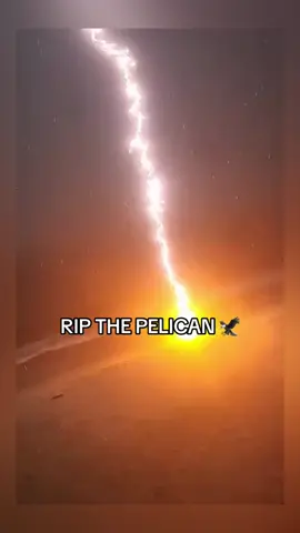 IT HIT A BIRD 😭 #foryou #viral #trending #foryoupage #fyp #funny #hilarious #mvnny5500 