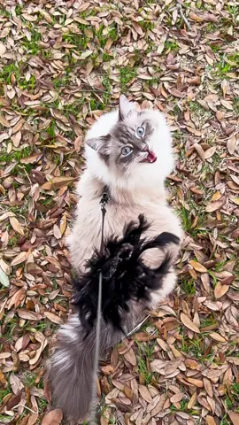 The end 🤣 episode 309 #funny #funnyvideos #cat #catsoftiktok #pet #fyp #foryou #🤣🤣🤣 #😂 #kitten #kittensoftiktok 