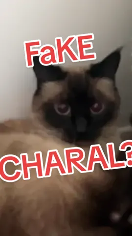 SEND 2 A GREAT VALUE FRIENd from WiSh lmaoooooo ,,::: #CHARALS #BAGAGWA #4thofjuly #fireworks #foryoupage #catsoftiktok 