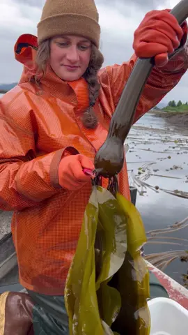 Sunrise today was at 3:57a, and the sun will set at 10:05p tonight. The kelp is in its prime crunchy, crispy, savory, salty condition and is loving all 18 hours of daylight. Accordingly, the harvest season is in full swing. We are doing some exciting things here with the fresh, umami-rich kelp and will be making an announcement soon that you’re going to want to hear! Make sure to sign up for the email list on our website so you don’t miss a thing. 😉🤤☀️ #kelp #asmr #alaska #viral #fypage #seaweed 