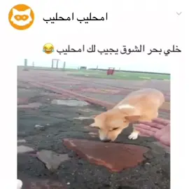 #الشعب_الصيني_ماله_حل😂😂 