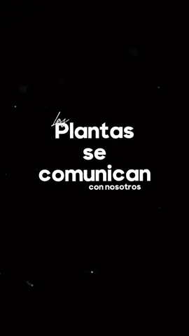 Las plantas se comunican con nosotros 🙏🌿❤️🌱🫶 #plantas #infusionesnaturales #salud #paz #CapCut 