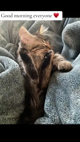 We hope you have a good day ♥️       #cat #catsoftiktok #kitten #kittensoftiktok #cute #cutecat #cutekitten #cattok #fyp #fypage #fypシ゚viral #atlas0317 