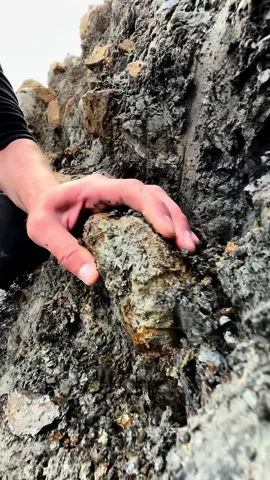 Here is a stunning example of a Yorkshire Peronoceras Sp. Ammonite that we found by the beach in a huge shale fall 🦑 The surrounding soft shale is easily broken away to reveal the specimen within. This ancient creature would have swam the seas around 180 Million Years ago 💀  #natural #nature #fossil #fossils #ancient #animals #art #ammonite #ammonites #dinosaur #scientist  #minerals #paleontology #whitby #geologist #dorset #geology #charmouth #jurassic #yorkshire #beach #coast #sea #water #squid #fyp