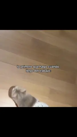 a mimir #potaxies #cat #gatostiktok #fyp 