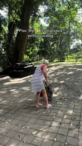 Things that happen everyday at the Monkey Forest 🙃 #monkey #monkeyattack #mono #monkeyforest #monkeyforestbali #monkeyforestubud #ubudbali #bali #travel #fyp #parati 