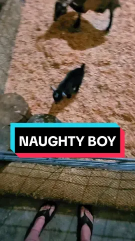 This little boy... he's not going to be a giant butthead AT ALL when he's a full grown buck. 🤣 #goattok #bottlebaby #babygoats #babygoatsoftiktok #babypygmygoats #babypygmygoatsoftiktok #bottlebabypygmygoats #pygmygoats #pygmygoatsoftiktok #lifeofashowbuck #npga 