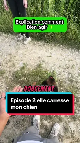 Au moins je lui ai expliquer  #dog #dogsoftiktok #k9 #chien #malinois #education #misenscene 