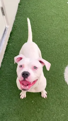 Just look at that face!   Meet Macadamia! 🐾 This 1-year-old American Bulldog is bursting with affection and energy, ready to find his forever home. Despite being found as a stray, Macadamia’s loving personality shines bright. He enjoys active play outside, walks well on a leash, and knows how to sit. This friendly pup loves treats, playing with toys, and always comes when called. Macadamia thrives on pets and attention, eagerly approaching the front of his kennel to greet you. Though he’s very active and sometimes jumps up in excitement, his heart is full of love. Is Macadamia the perfect addition to your home? He will bring you endless joy to your life! ❤️   If you can’t adopt, please share his post 🙏 We adopt out of state and to Canada, but you have to make the arrangements to pick up your new pet ❤️ To meet Macadamia or any other pet, please complete a pre-adoption application at www.humanebroward.com (link is in bio) and then stop by. The Humane Society of Broward County is located at 2070 Griffin Road, Fort Lauderdale, FL and the adoption kennels open daily at 11 a.m. If you have questions call 954-989-3977 ext. 6 #rescuedog #shelterdog #adoptme #adoptdontshop #goodboy #dog #florida #dogreels #reels #xlbully #americanbulldog #americanbully #instapet #dogs #dogoftheday #dogsofinstagram #dogshelter #animalshelter #instadog #instadaily #pittie #pittiesofinstagram #pittbull #bullybreed #pittielove #staffy #dogstagram #staffygram #couchhippo #doglover