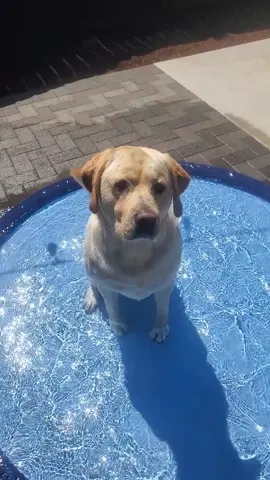 Labradore Love ❤️😍 My English Labrador enjoying his dog pool this ☀️summer day #doglove   #Max #Maxam #dogtok #Maxamillon #lab #labrador #englishlabrador #Englishlab #englishlabsforlife 