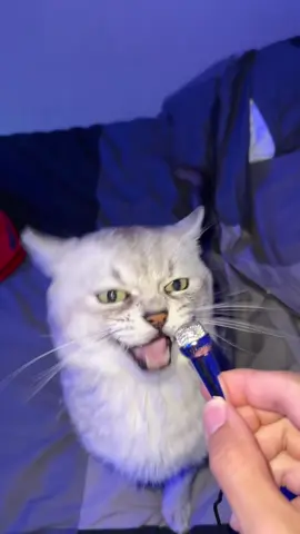 BARKING CAT GOT ANGRY AT INTERVIEWER🤣