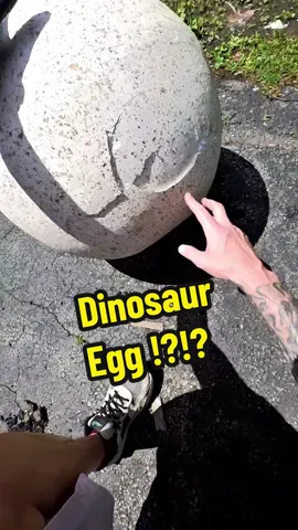 Is that a dinosaur egg in the dumpster along with a turtle and 2 fish ?😲   #dumpsterdiving #egg  #fish  #dinosaur 