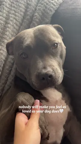 Unconditional love🤍 #staffy #mylathebluestaffy #dogsoftiktok #bluestaffy #dogtrend #viraldog #staffysoftiktok #staffie #mylaslife #doglover #dogtok #staffordshirebullterrier 