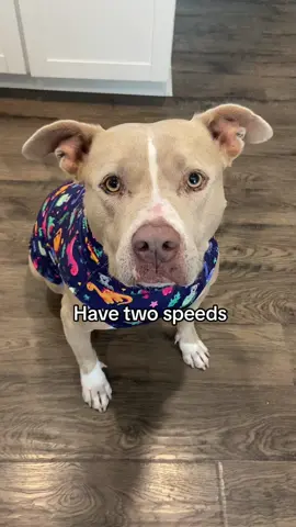Two speeds. #dogs #dogsoftiktok