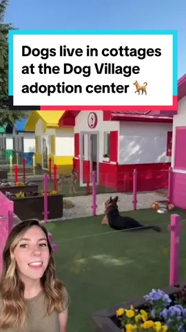 At the Dog Village, adoptable dogs live in their own cottage homes instead of kennels. They receive lots of socialization and training to prepare them to be members of a family. 🐕 The on-site rehabilitation center also allows the Dog Village to take in more complicated cases that would not be able to get the care they need at a shelter. 🏠 Because they will already be accustomed to a home environment, these dogs may be more likely to be adopted when they would otherwise be overlooked. 🐶 The Dog Village is in Przemysl, Poland and was the idea of Dr. Radosław Fedaczyński. It is run on donations through the ADA Foundation (Fundacja ADA). ❤️ See more from them here: @fundacja.ada  📸 Fundacja ADA  #dogvillage #dogadoption #dog #dogs #goodnews #animals #dogrescue
