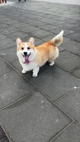 🐾🐾🦊 #dog #corgi #animal #cute #corgipuppy #lovecorgi #humor #fup #recomendations #dogsoftiktok 