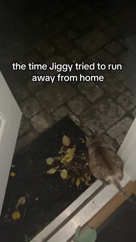she was on something she did not like the tiny house #jiggysmalls #dwarfcat #smallcat #viral 