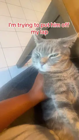 My cat fakes an illness anytime he doesn’t get his way.  #cat #catsoftiktok #cats #catmom #pet #pets #catlover #fypage #fypシ゚viral #content #contentcreator 