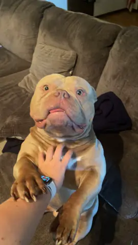 So funny when he sits like this 😂  #fyp #americanbully #dogsoftiktok 