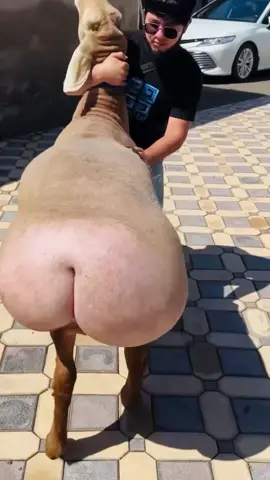 Ay Dios mío 😱 Que mi vecino no la vea 😁😁