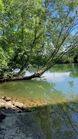 Holston River #tennessee #knoxville #fypツ 