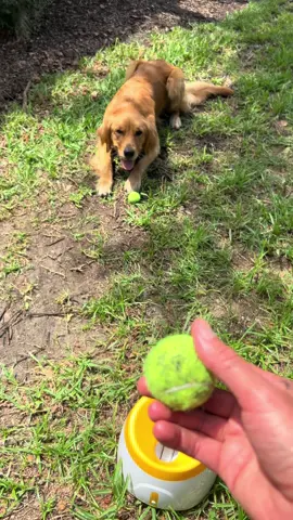 Replying to @Kelly Great question!! Still on sale over 45% off and free shipping. It’s rechargeable and the charge lasts for hours of play. #dogsoftiktok #finntastic #dogtoy #automaticballlauncher #balllauncher #checkoutmyshop 