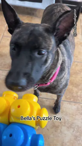 Bella’s enrichment toy #houndgames #dogenrichment #hiddentreat #belladog #malinoismastiff 