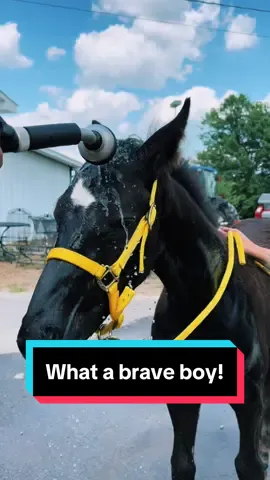 Walter facing his fear of water!🐴 #foalsoftiktok #foalsof2024 #babyhorses #aqhafoals 
