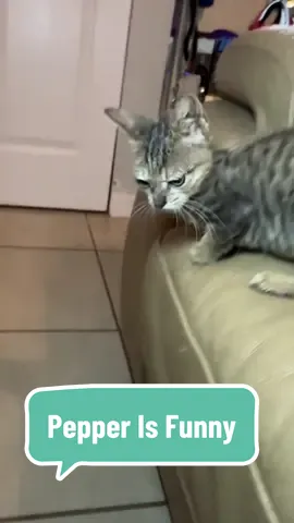 Love him #pepperthekitten #kittenseasontv #kittensoftiktok #kittentok 