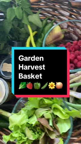 This garden harvest basket includes: raspberries, bush beans, onions, peppers, lettuce, chamomile tea, raspberry jam (that I just made this morning!), strawberry jam, redbud jelly, and cucamelon pickles. #harvesttime #gardenharvest #growyourownfood #backyardgarden #canning 
